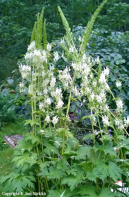 Aconitum orientale, vahaukonhattu